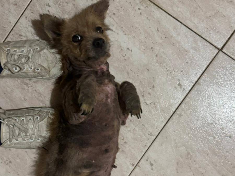 Adotta il cane ALLEGRA a Caserta