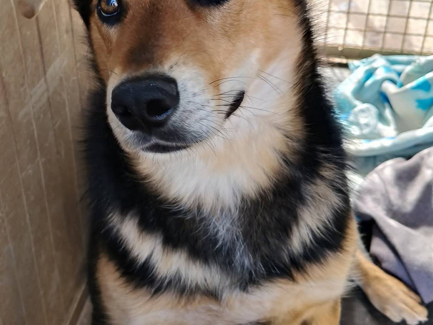 Adozione cane, maschio, Razza sconosciuta Razza sconosciuta, 11 mesi, taglia media, Bari