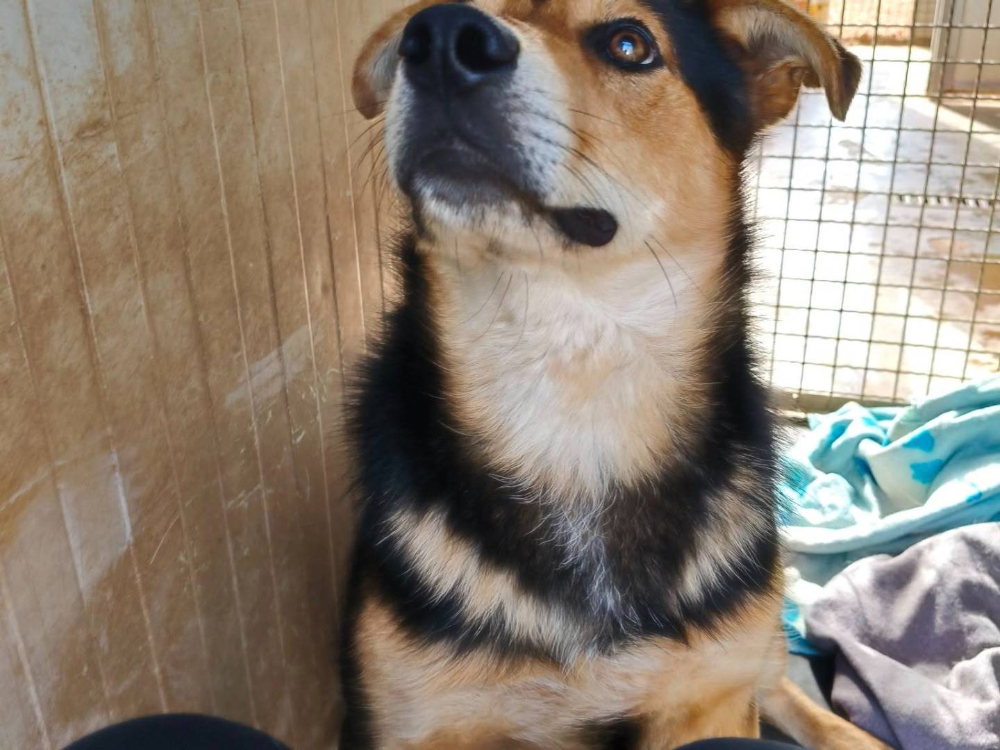 Adotta un cane, maschio, 11 mesi, Bari