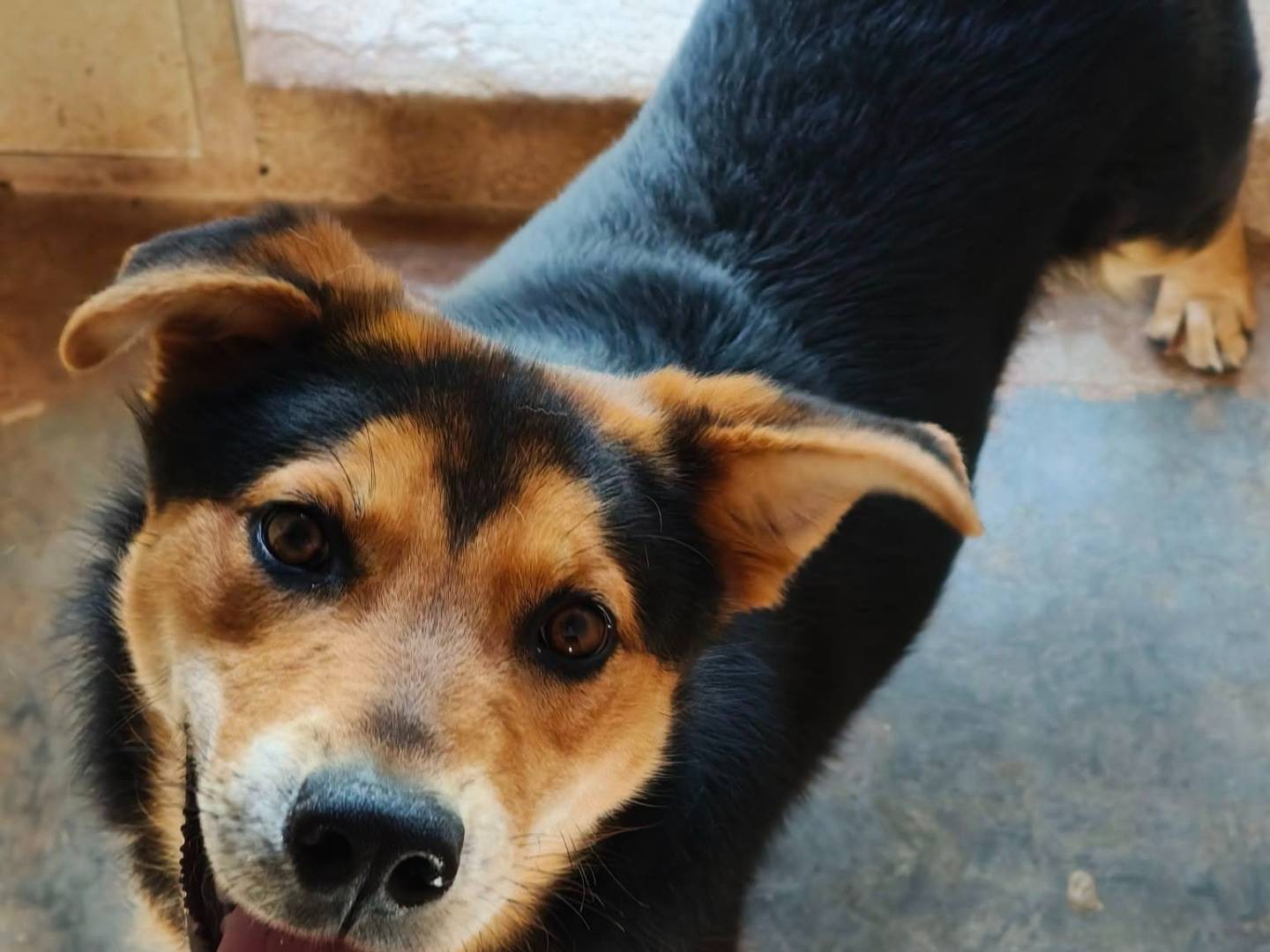 Adotta un cane, taglia media, maschio, Bari