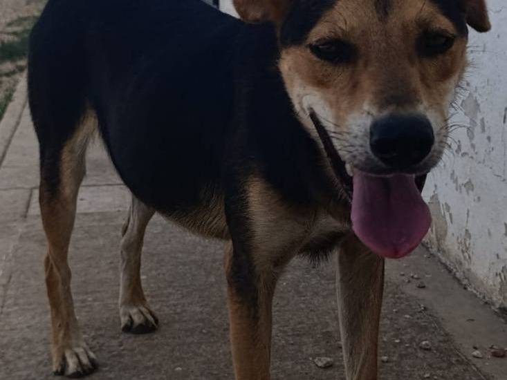 Vuoi adottare un cane a Bari?