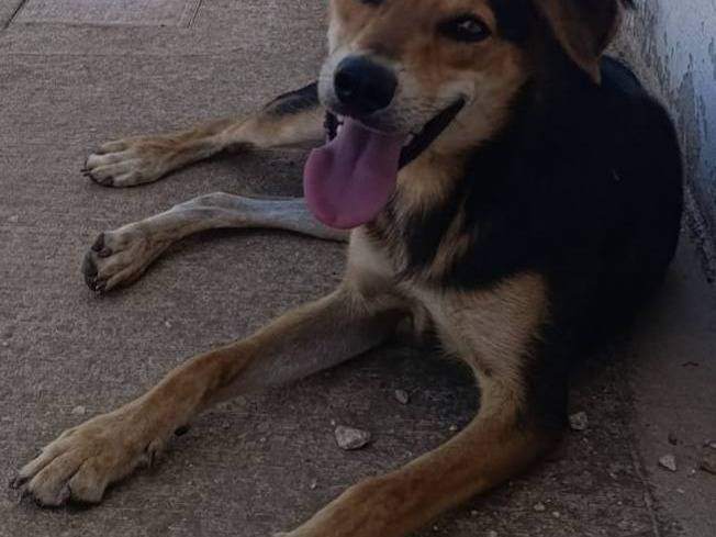 Adotta il cane Milo a Bari