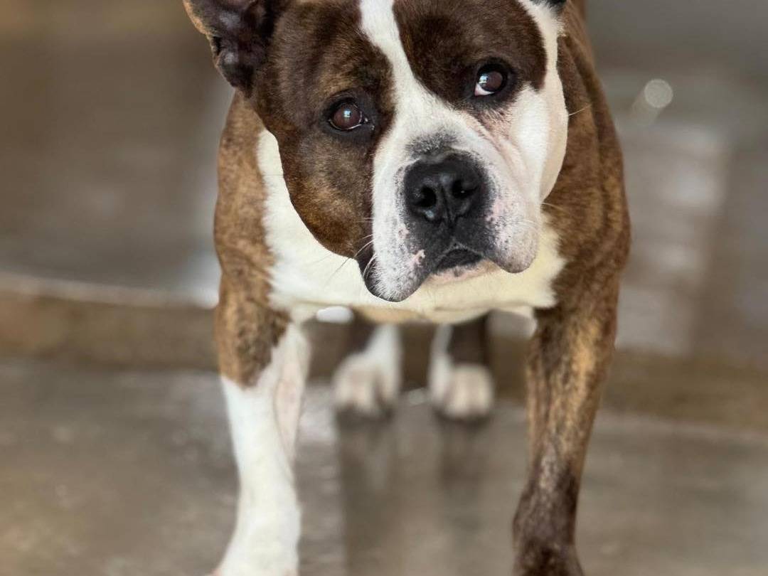 Vuoi adottare un cane a Bari?