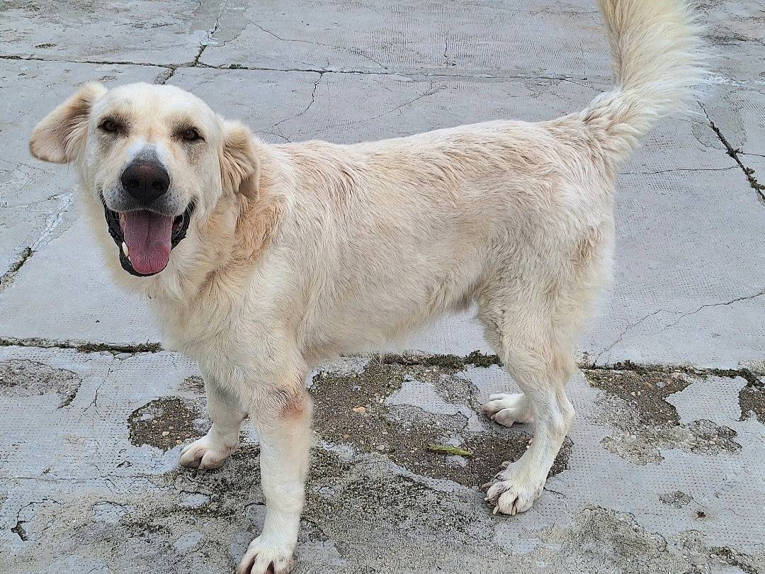 Adozione cane, maschio, Razza sconosciuta Razza sconosciuta, 1 anno e 2 mesi, taglia gigante, Teramo