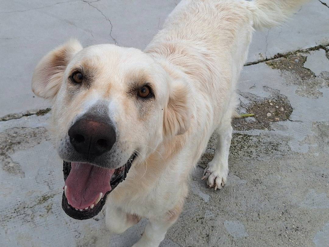 Adotta un cane, maschio, 1 anno e 2 mesi, Teramo