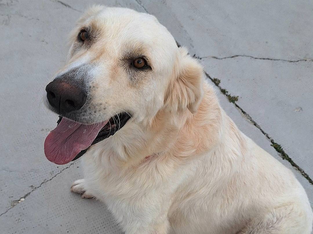 Adotta un cane, taglia gigante, maschio, Teramo