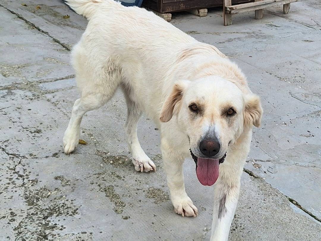 Vuoi adottare un cane a Teramo?