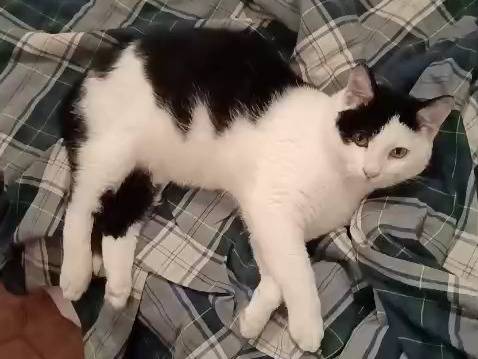 Vuoi adottare un gatto a Vicenza?