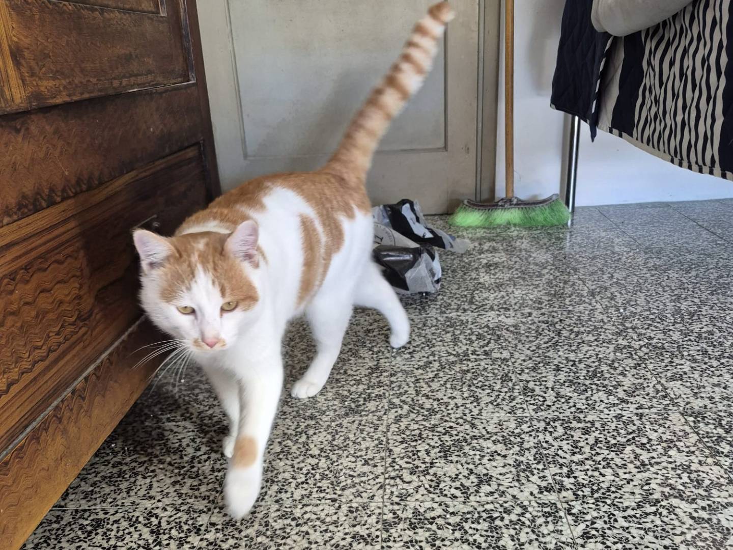 Vuoi adottare un gatto a Vicenza?