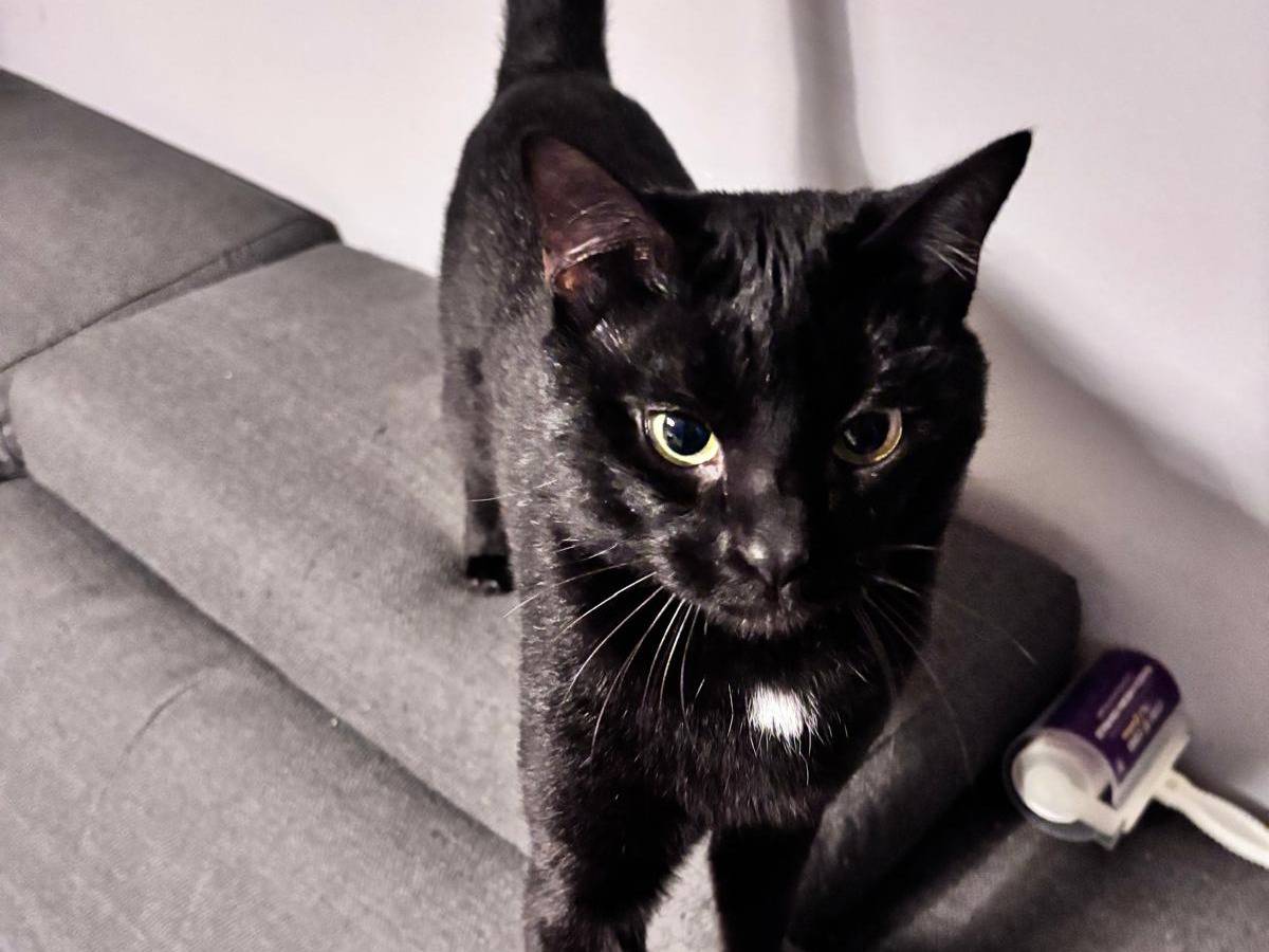 Adozione gatto, maschio, Razza sconosciuta Razza sconosciuta, 2 anni, taglia non valida, Vicenza