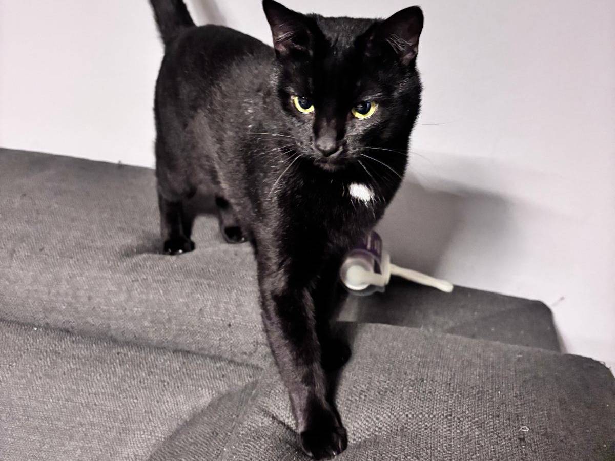 Adotta un gatto, maschio, 2 anni, Vicenza