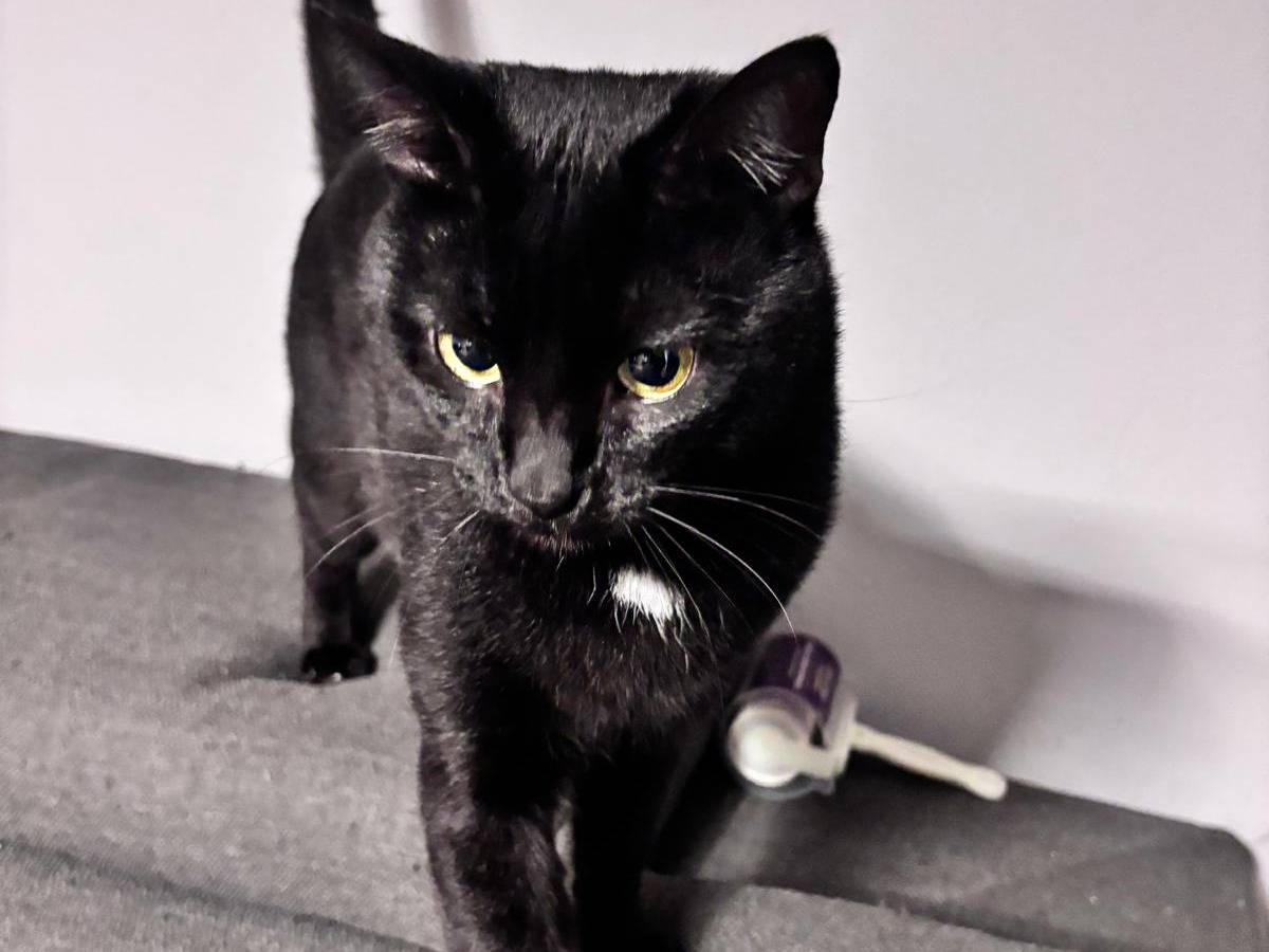 Adotta un gatto, taglia non valida, maschio, Vicenza