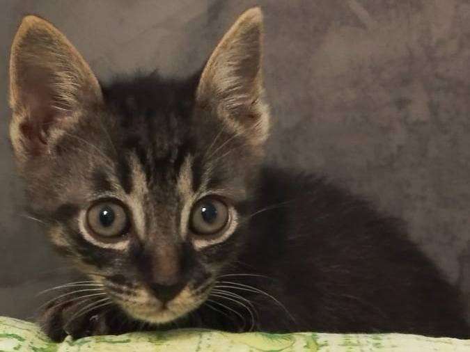 Adotta un gatto, maschio, 1 mesi, Vicenza