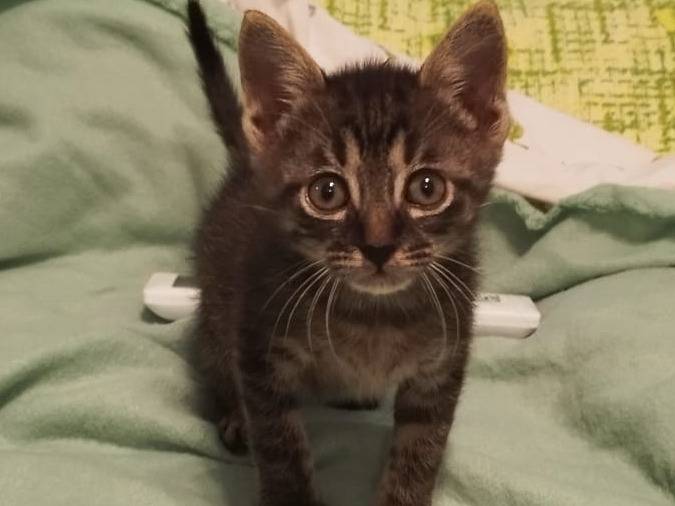 Vuoi adottare un gatto a Vicenza?