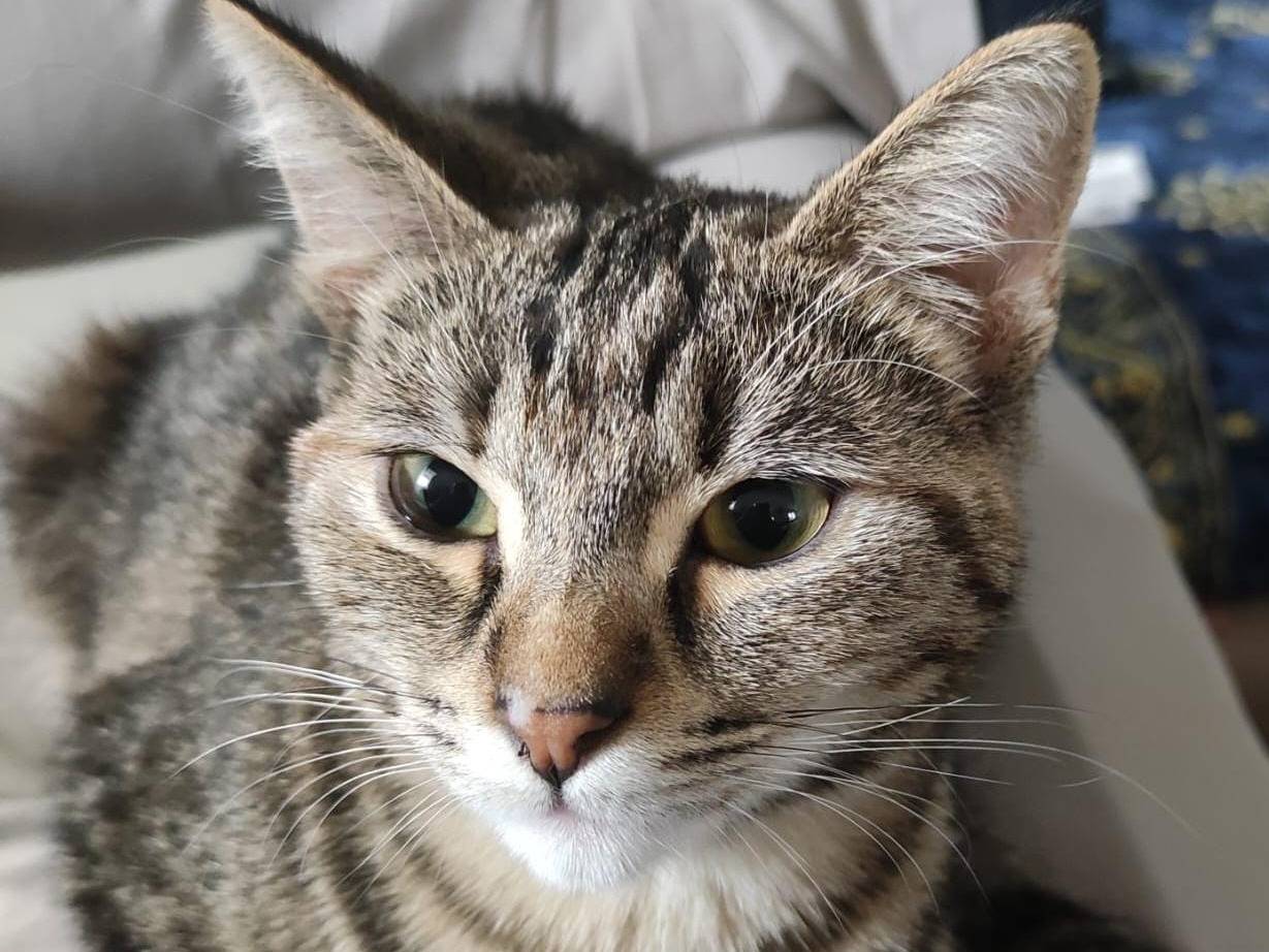 Adozione gatto, femmina, Razza sconosciuta Razza sconosciuta, 5 anni, taglia non valida, Vicenza