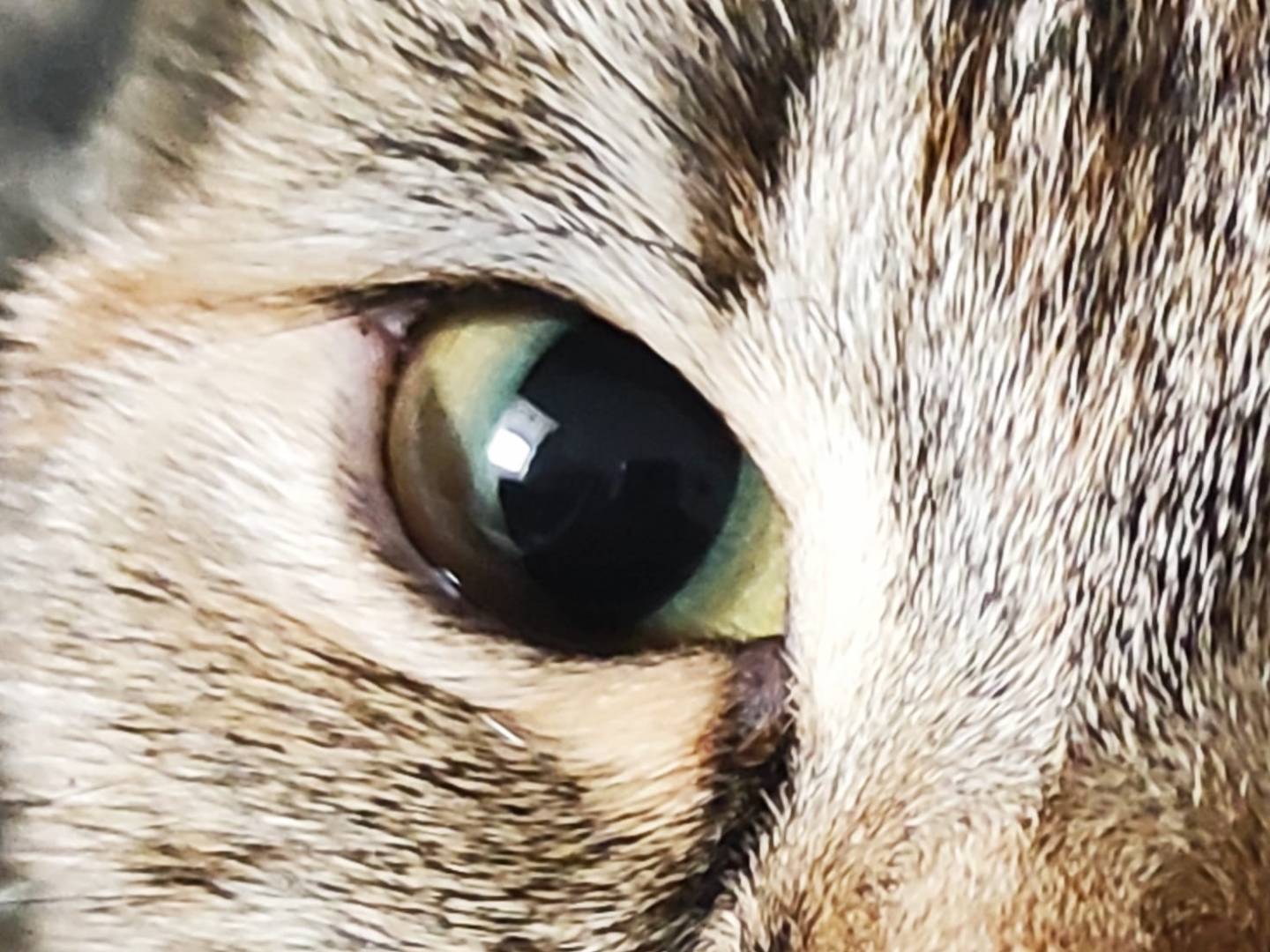 Adotta un gatto, femmina, 5 anni, Vicenza