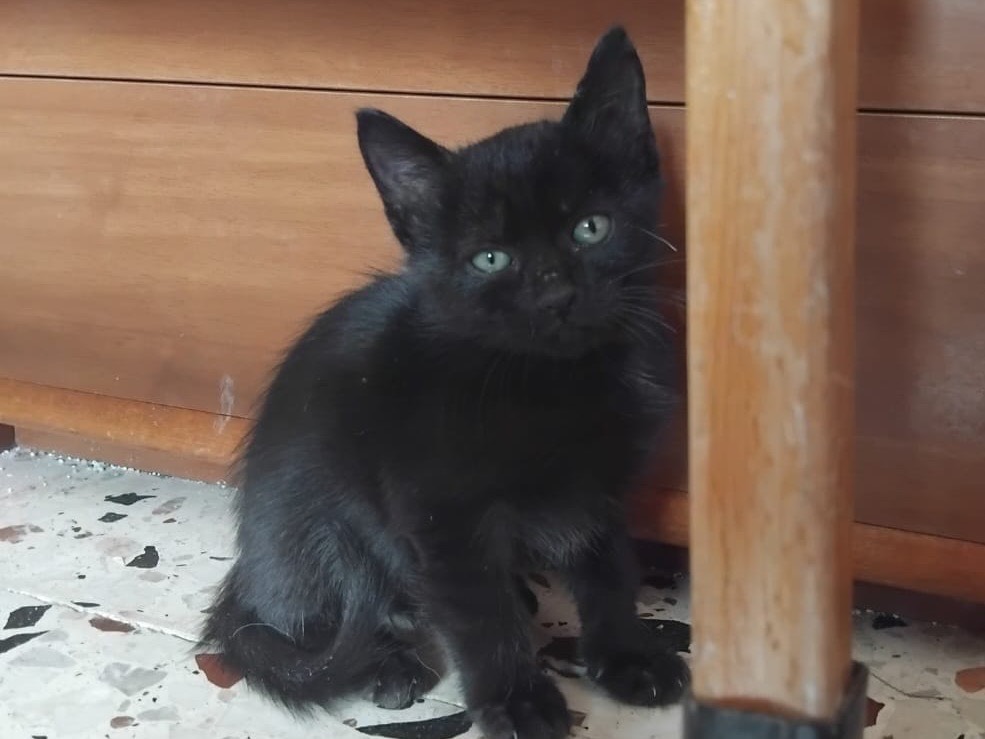 Adozione gatto, femmina, Razza sconosciuta Razza sconosciuta, 3 mesi, taglia non valida, Enna