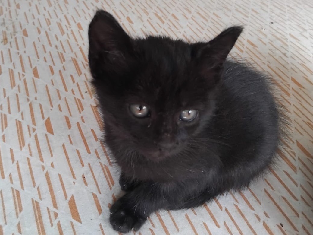 Adotta un gatto, femmina, 3 mesi, Enna