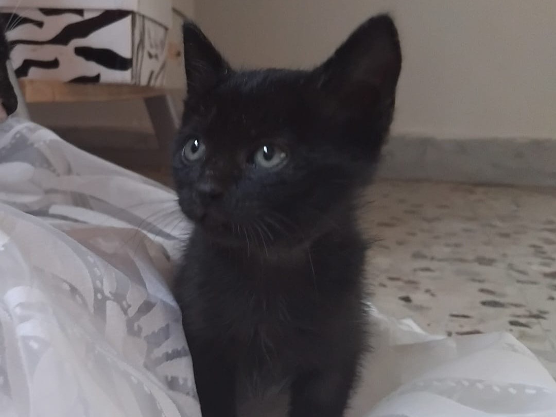 Adotta un gatto, taglia non valida, femmina, Enna