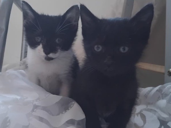 Vuoi adottare un gatto a Enna?