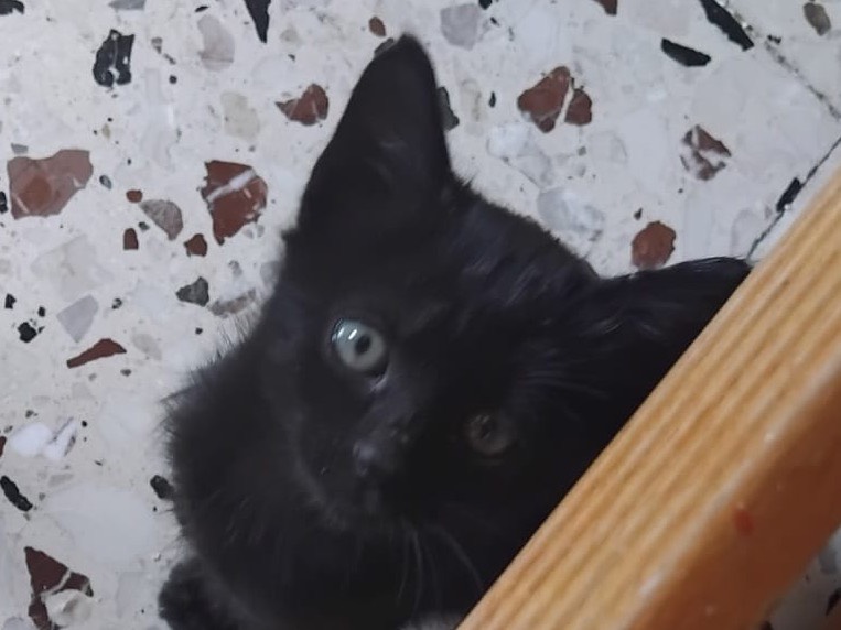 Adotta il gatto Lulù a Enna