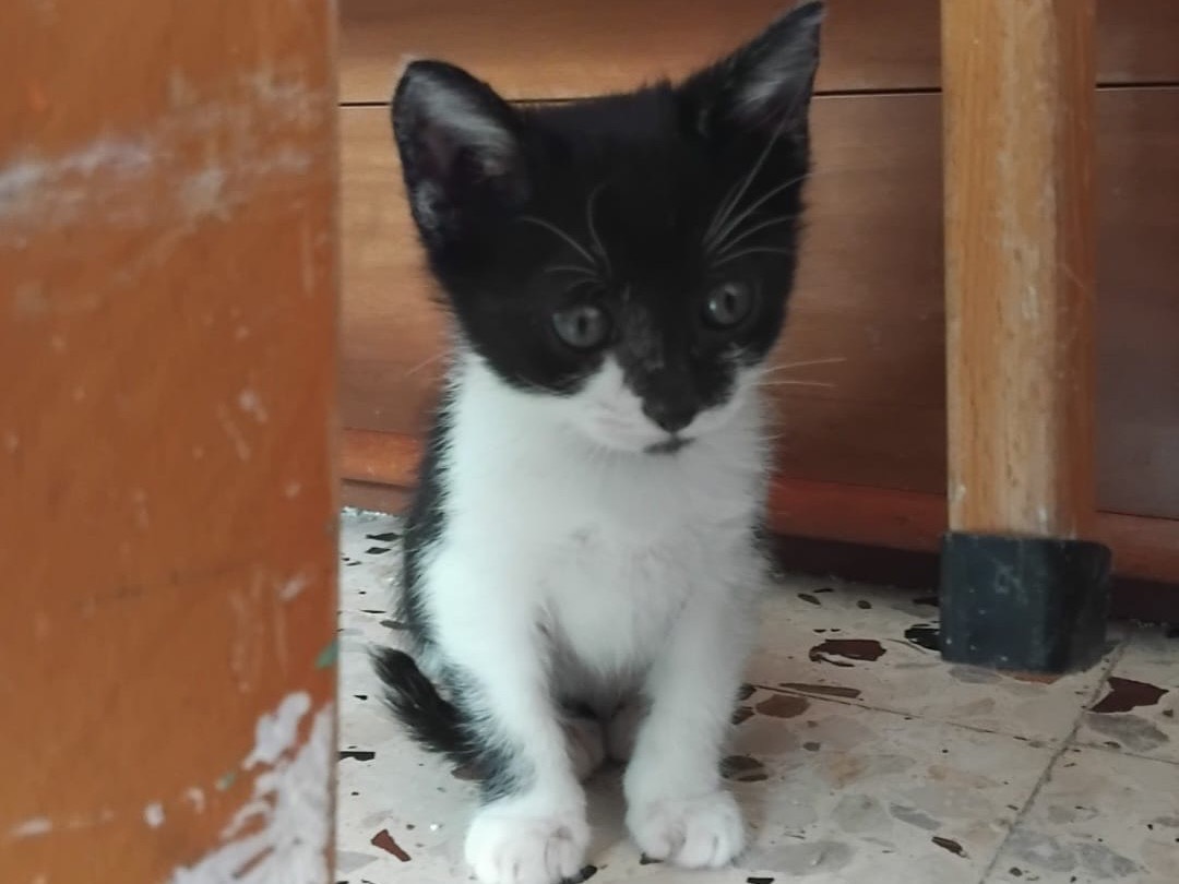 Adotta un gatto, taglia non valida, femmina, Enna