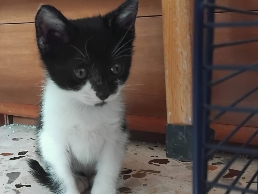 Adotta il gatto Wendy a Enna