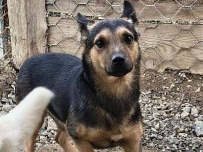 Adozione cane, maschio, Razza sconosciuta Razza sconosciuta, 3 anni e 5 mesi, taglia piccola, Crotone