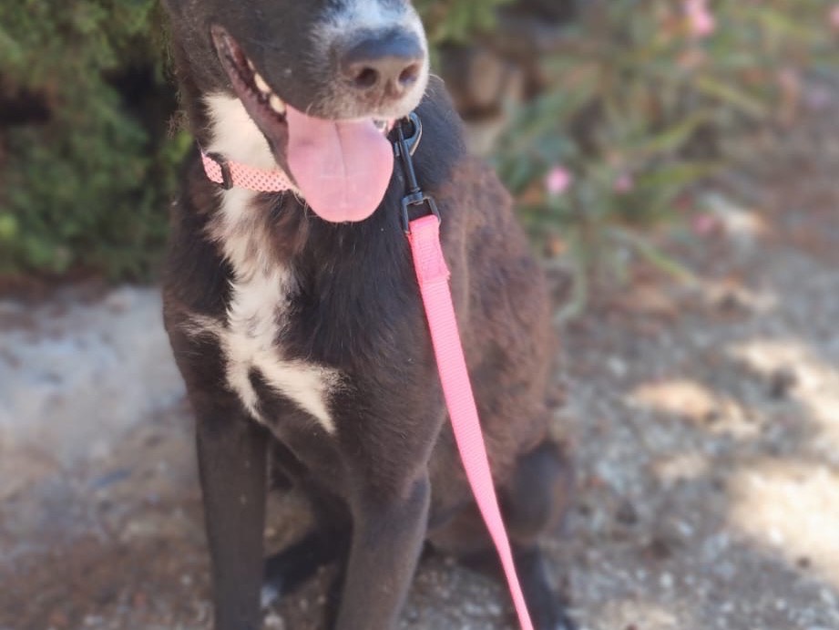 Adozione cane, maschio, Razza sconosciuta Razza sconosciuta, 1 anno e 7 mesi, taglia media, Agrigento