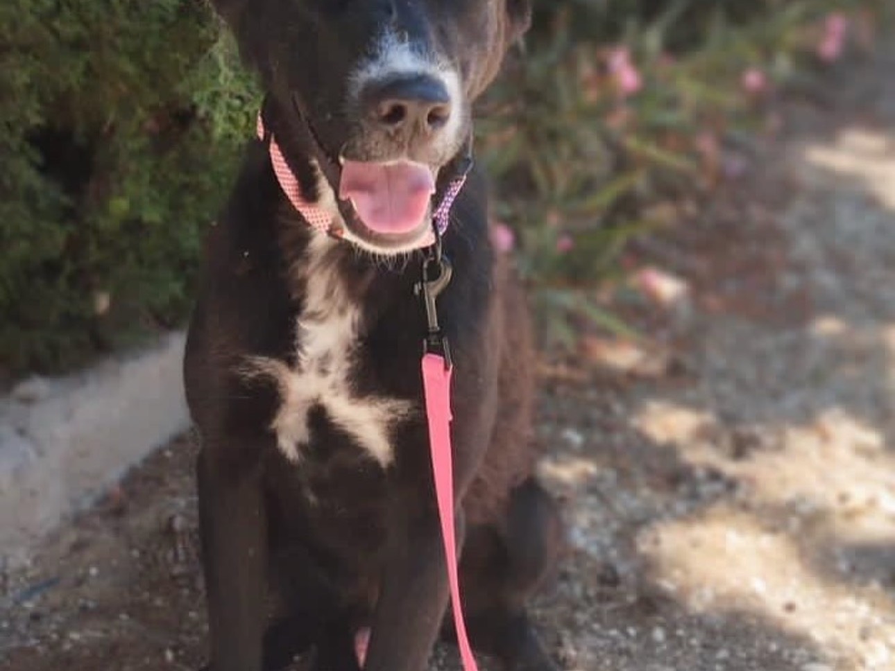 Adotta un cane, maschio, 1 anno e 7 mesi, Agrigento