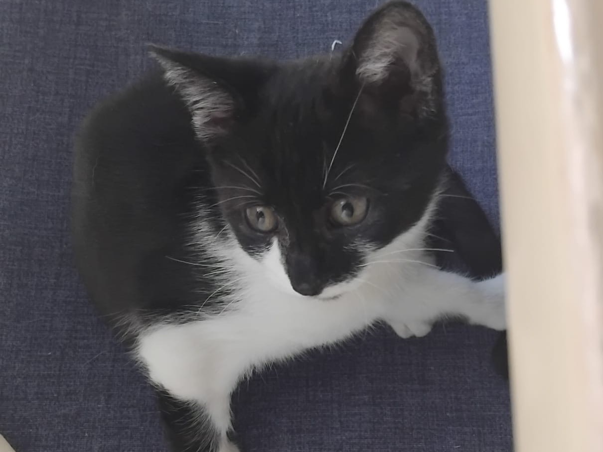 Adozione gatto, femmina, Razza sconosciuta Razza sconosciuta, 2 mesi, taglia non valida, Enna