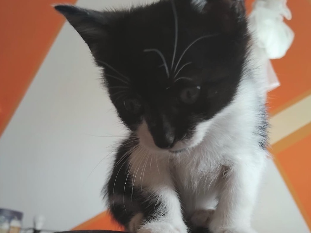 Vuoi adottare un gatto a Enna?