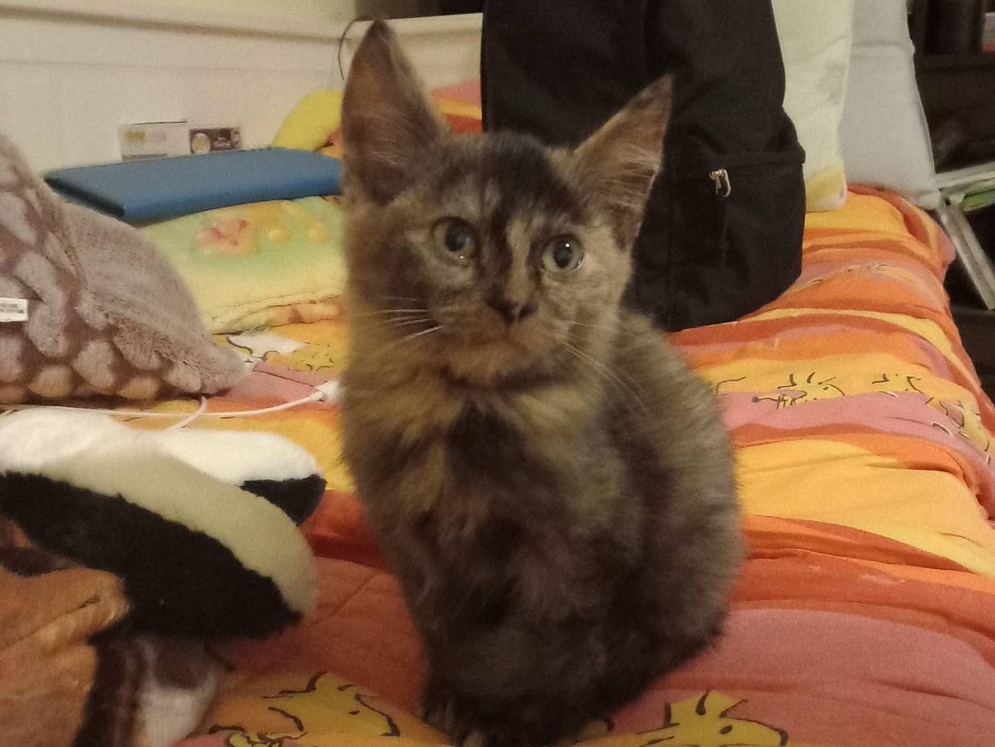 Adozione gatto, femmina, Razza sconosciuta Razza sconosciuta, 2 mesi, taglia non valida, Firenze