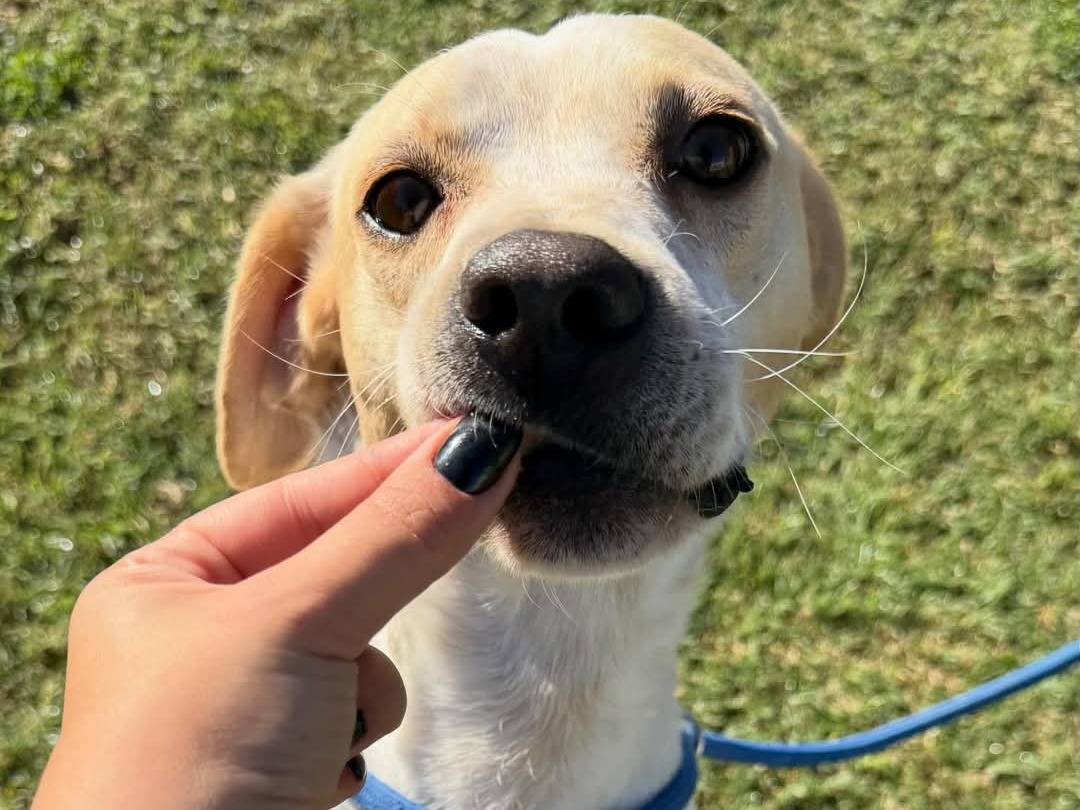 Vuoi adottare un cane a Matera?