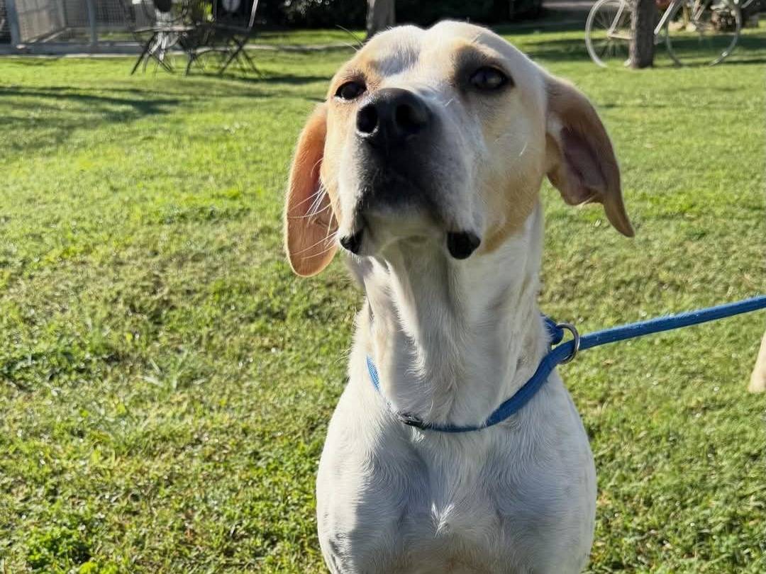 Adotta il cane Caramello a Matera