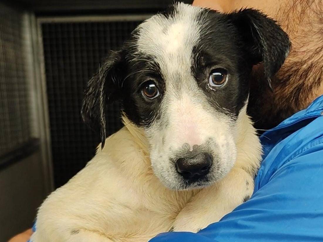 Adozione cane, maschio, Razza sconosciuta Razza sconosciuta, 2 mesi, taglia media contenuta, Trapani