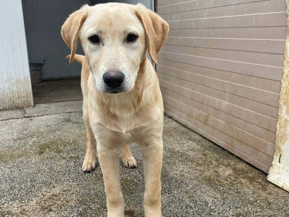 Adozione cane, maschio, Razza sconosciuta Razza sconosciuta, 4 mesi, taglia media, Frosinone