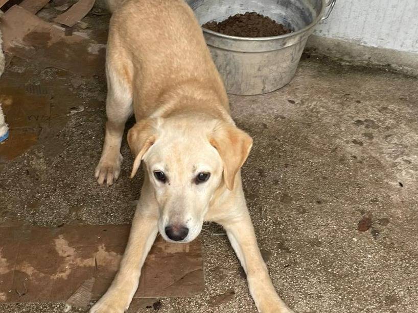 Adotta un cane, maschio, 4 mesi, Frosinone