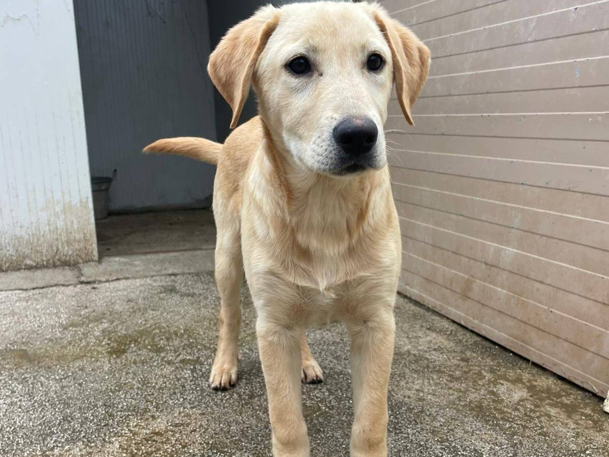 Adotta un cane, taglia media, maschio, Frosinone