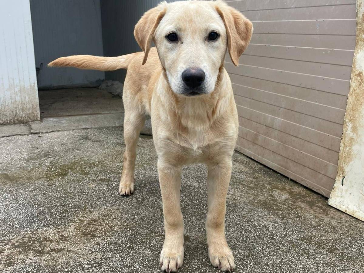 Vuoi adottare un cane a Frosinone?