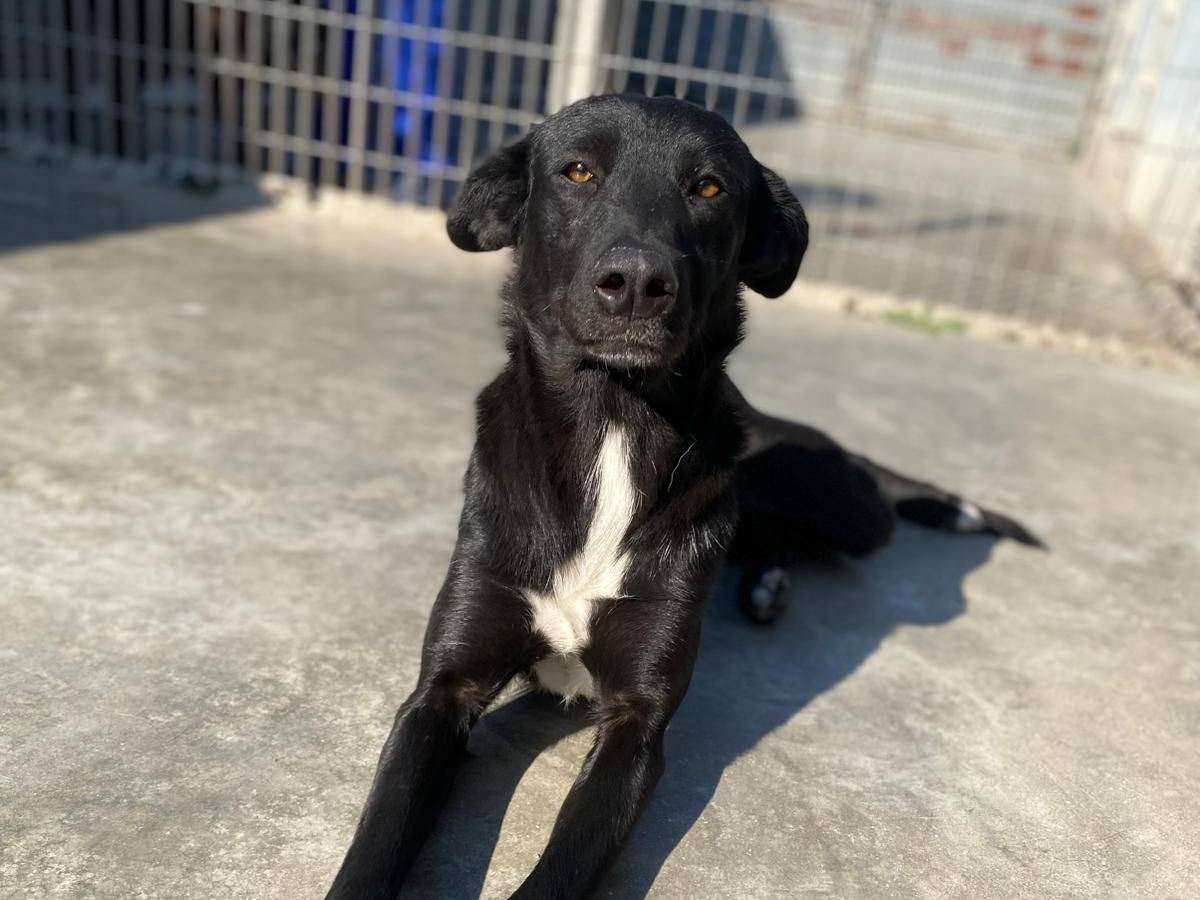 Adozione cane, femmina, Razza sconosciuta Razza sconosciuta, 1 anno, taglia media contenuta, Milano