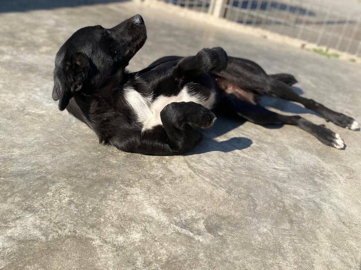 Adotta un cane, femmina, 1 anno, Milano