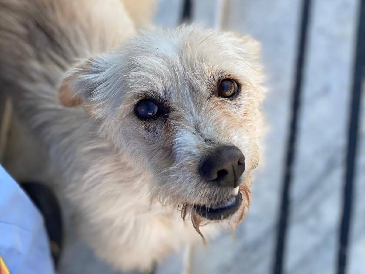 Adozione cane, femmina, Razza sconosciuta Razza sconosciuta, 3 anni e 11 mesi, taglia piccola, Milano