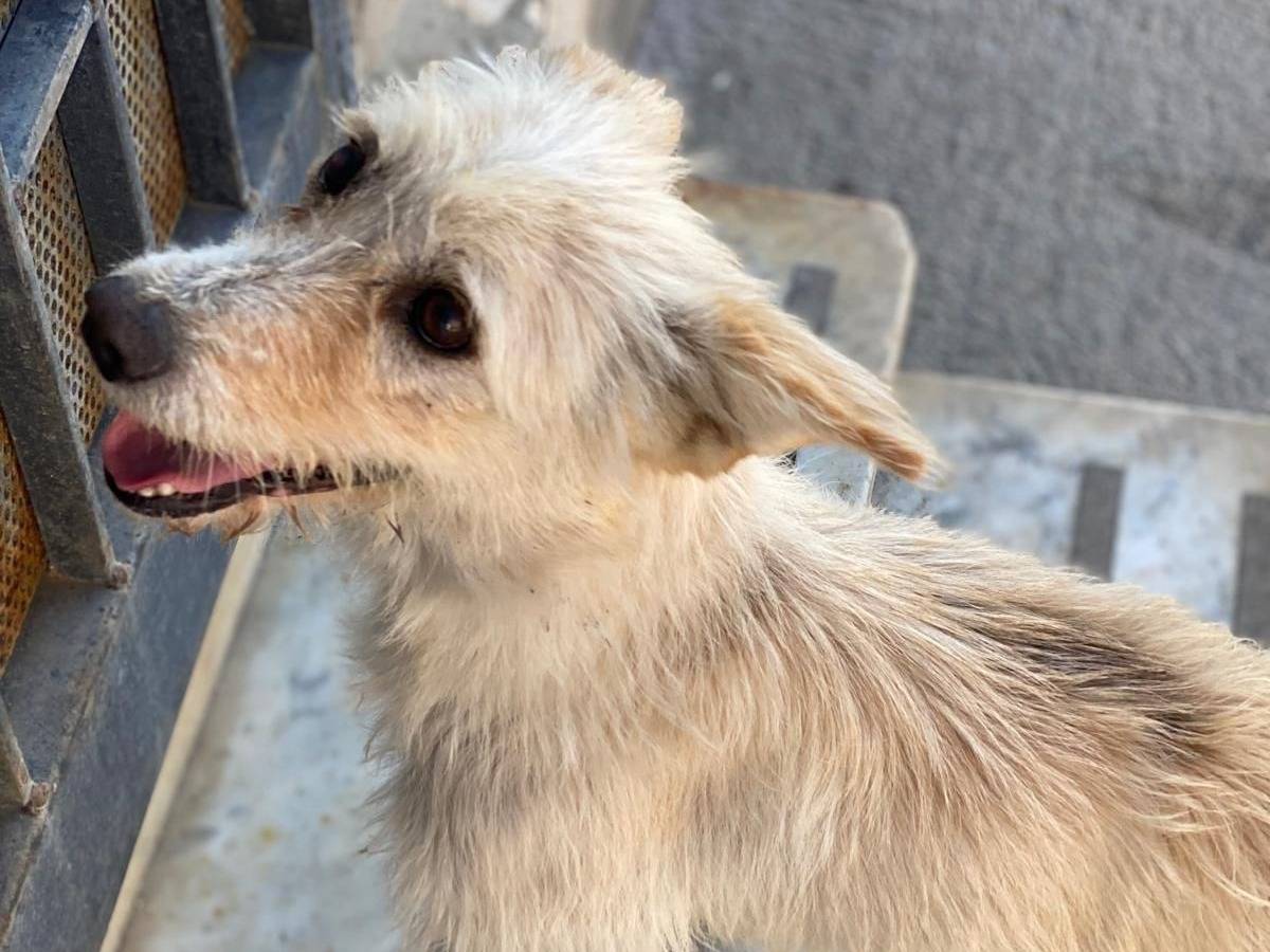 Adotta un cane, femmina, 3 anni e 11 mesi, Milano