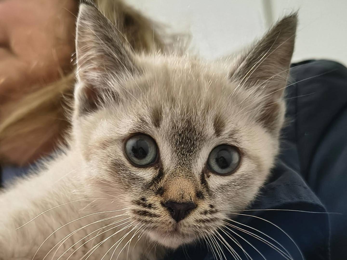 Adozione gatto, femmina, Razza sconosciuta Razza sconosciuta, 2 mesi, taglia non valida, Ancona