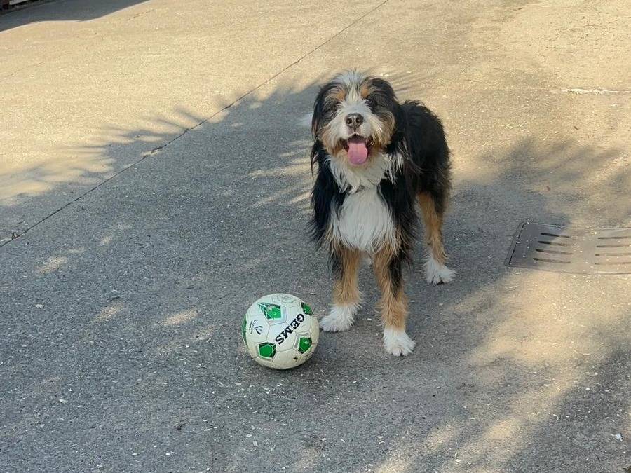 Adozione cane, maschio, Razza sconosciuta Razza sconosciuta, 3 anni e 3 mesi, taglia media, Milano