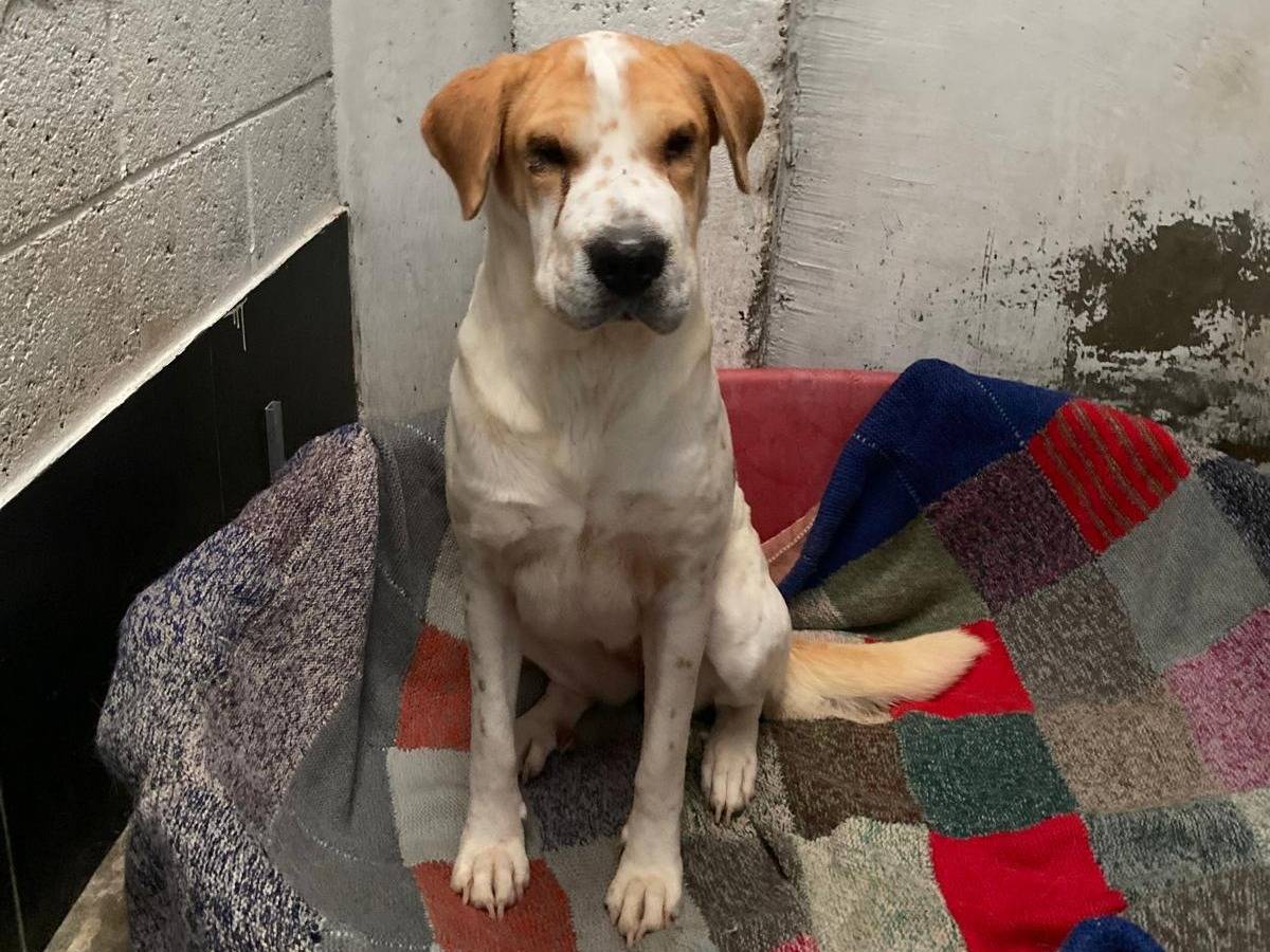 Adozione cane, femmina, Shar Pei Razza sconosciuta, 2 anni e 7 mesi, taglia piccola, Milano