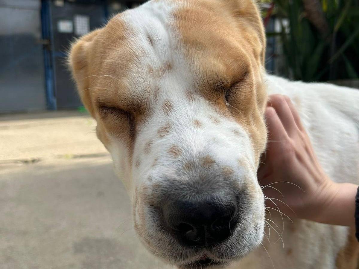 Adotta un cane, femmina, 2 anni e 7 mesi, Milano