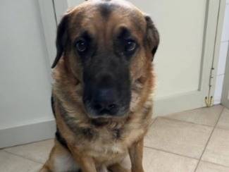 Adozione cane, maschio, Pastore tedesco Razza sconosciuta, 3 anni e 1 mese, taglia gigante, Palermo