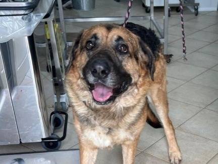 Adotta un cane, maschio, 3 anni e 1 mese, Palermo